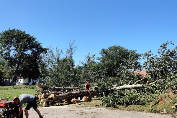 grote-boom-omzagen-schagen Grote boom omgezaagd tijdens boomverzorging in Schagen