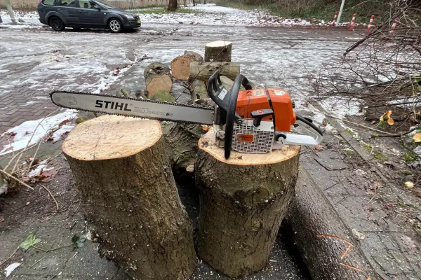 Omgezaagde boom klaar voor afvoer