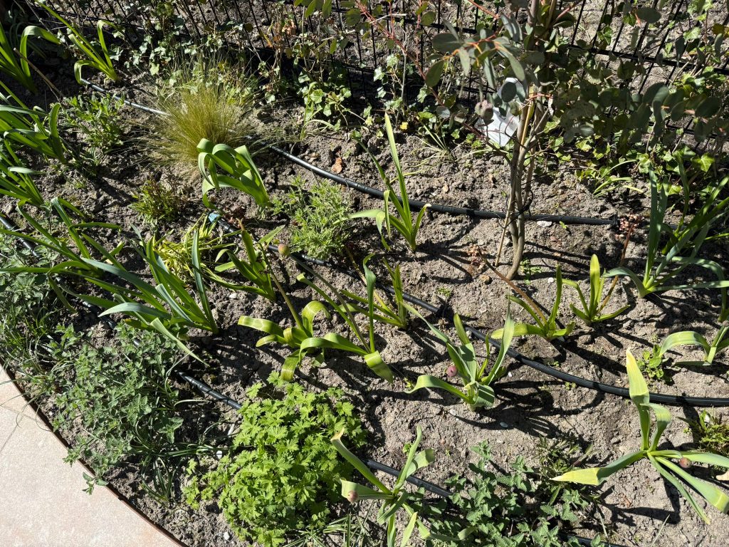 Beregeningssysteem verwerkt in hardhouten plantenbak