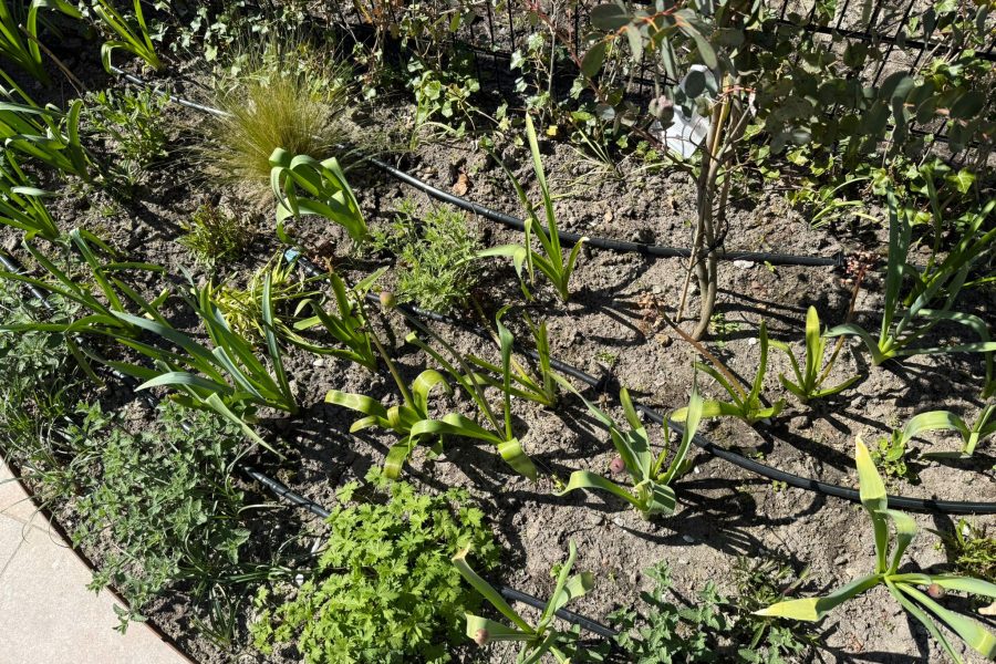 Beregeningssysteem verwerkt in hardhouten plantenbak