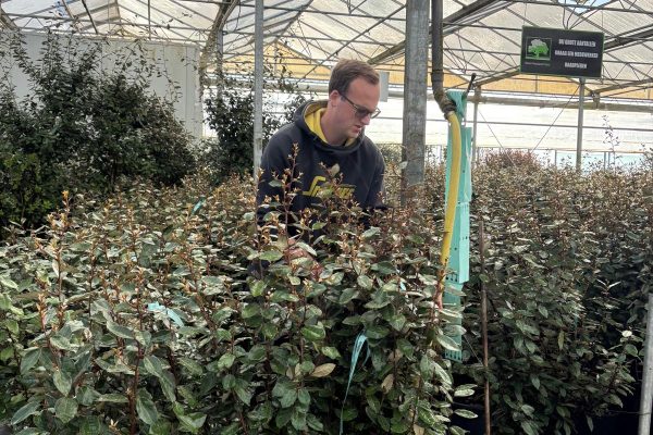 Hovenier koopt planten voor tuinproject in Schagen