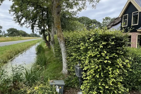 koen-in-het-groen-haag-knippen-10