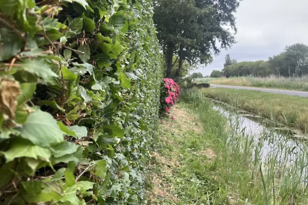 koen-in-het-groen-haag-knippen-19