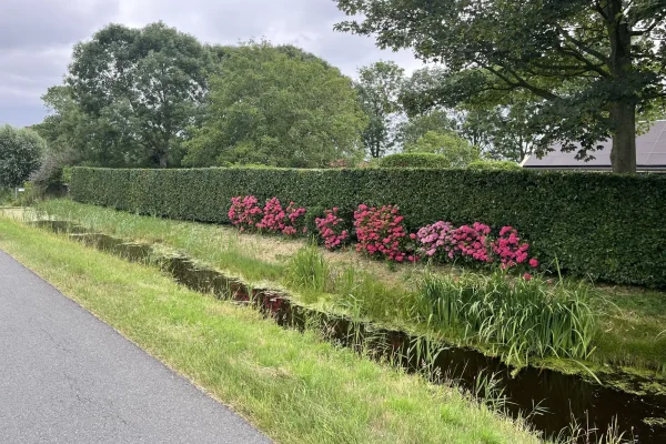 koen-in-het-groen-haag-knippen-25